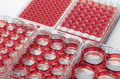 Eppendorf - Cell Culture Plates